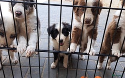Border Collie honden te koop: Gereserveerd  - Afbeelding 4