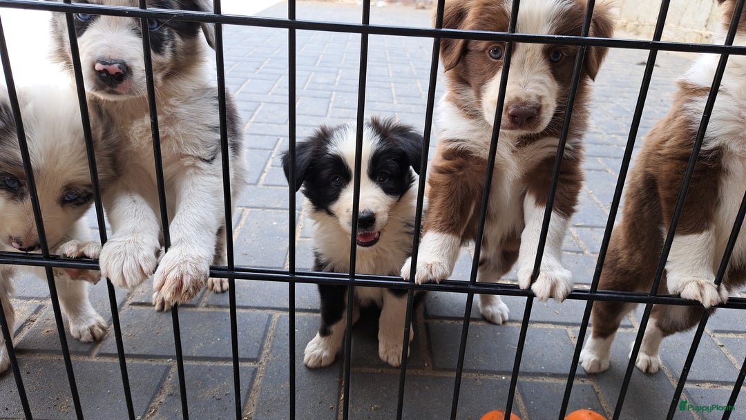 Border Collie honden te koop: Gereserveerd  - Afbeelding 4