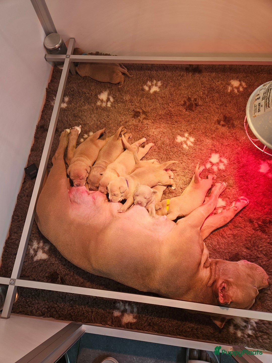 Amerikaanse Bully honden te koop: 2 leuke, teefjes met een zacht karakter .  - Afbeelding 9