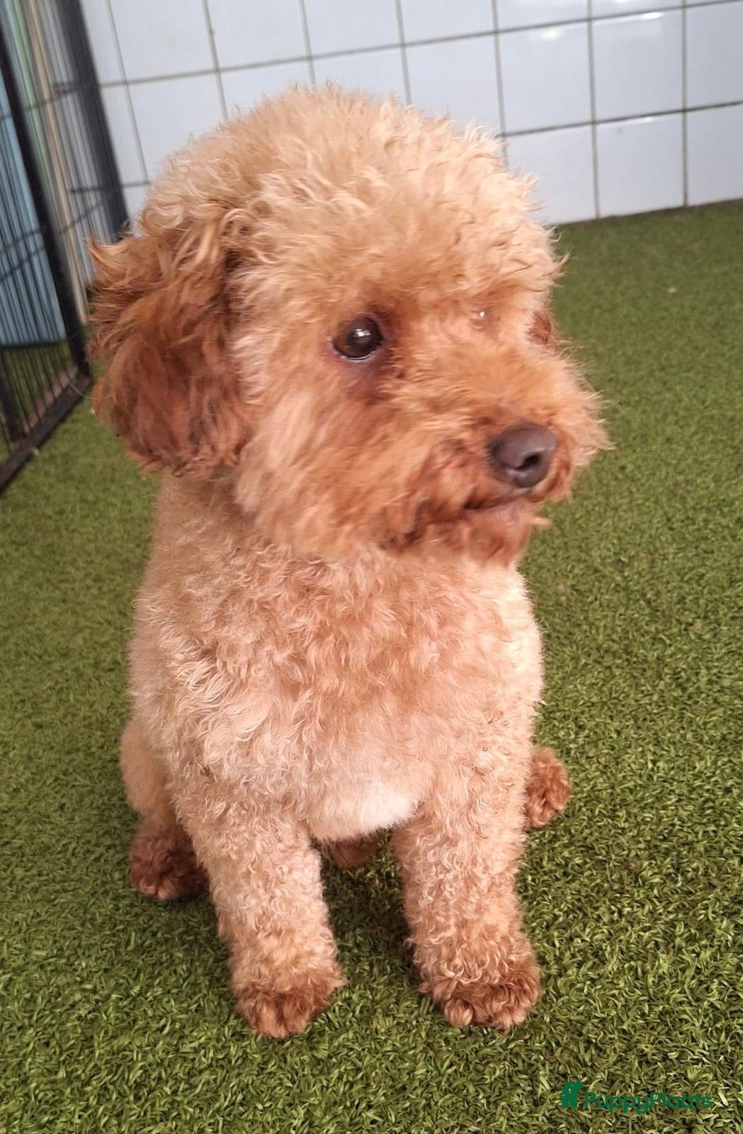 Kruising honden Boompoo pups - Advertentie 2