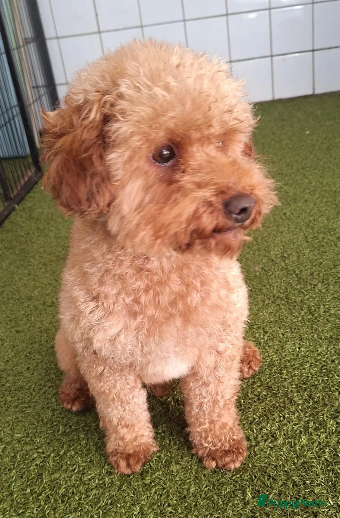 Kruising honden te koop: Boompoo pups - Advertentie 4