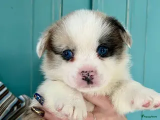 Welsh Corgi Cardigan honden Lief nestje met corgi pups beschikbaar - Advertentie 4