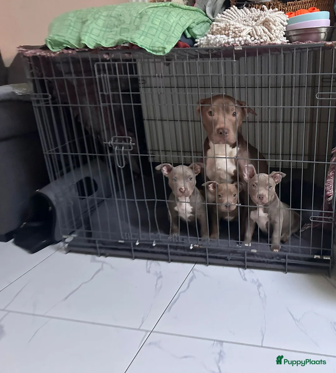 Amerikaanse Bully honden te koop: American bully  - Advertentie 2