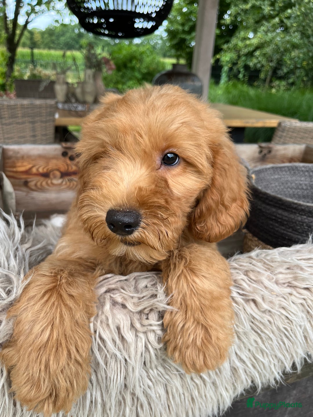 Labradoodle honden te koop: Labradoodle  - Afbeelding 9