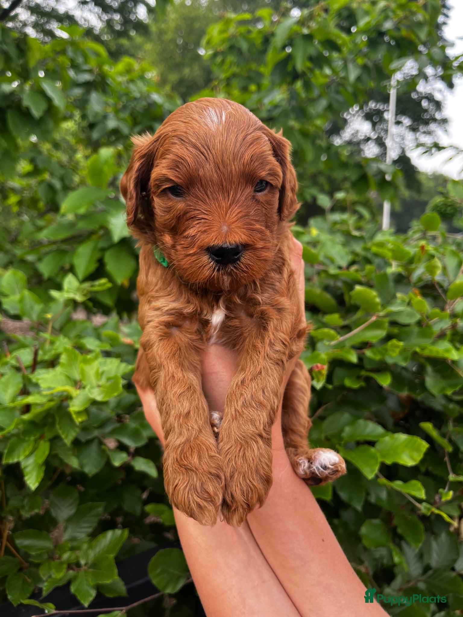 Australian Labradoodle honden te koop: Australian labradoodle pups - Advertentie 9