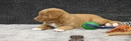 Nova Scotia Duck Tolling Retriever honden te koop: Nova Scotia Duck Tolling Retriever pups # Toller - Advertentie 4