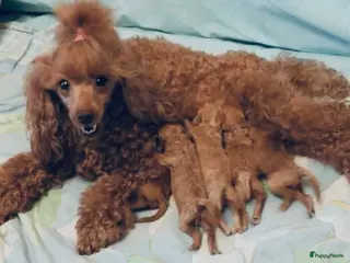 Poedel Toy honden Toy Poedel pups, - Advertentie 1