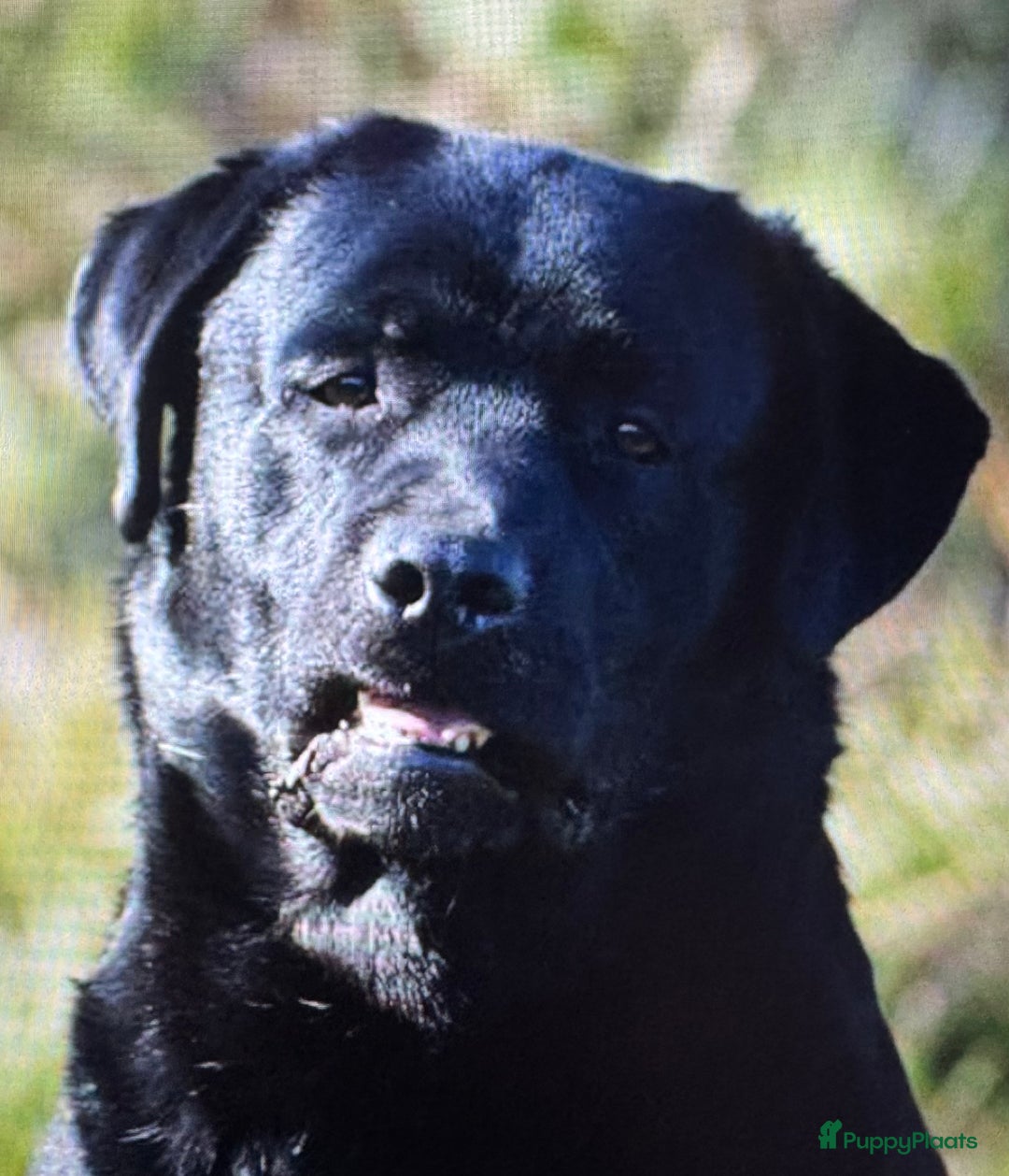 Labrador Retriever honden te koop: NEST AANKONDIGING LABRADOR PUPS - Advertentie 9