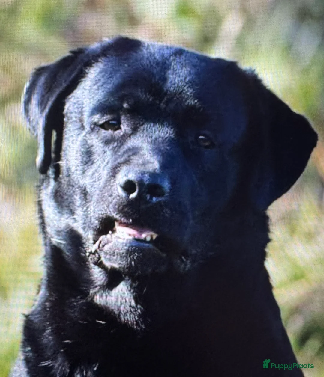 Labrador Retriever honden te koop: NEST AANKONDIGING LABRADOR PUPS - Advertentie 9