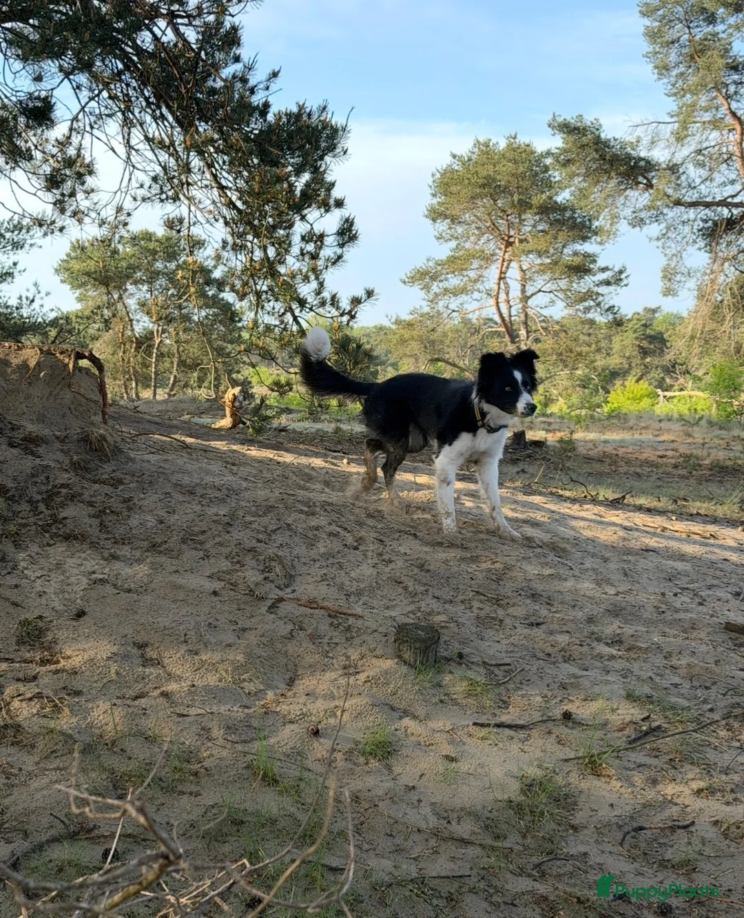 Border Collie honden te koop: Te koop mijn lieve Luna in Uddel - Advertentie 2