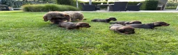 Ruwhaar Teckel honden te koop: Teckel ruwhaar pups standaard FCI-stamboom - Advertentie 5