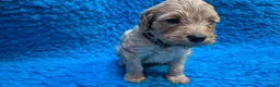 Cockapoo honden te koop: Kleine maat cockapoo pups - Advertentie 32