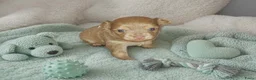 Chihuahua honden te koop: Langhaar chihuahuatjes - Advertentie 7