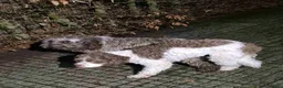 Lagotto Romagnolo honden te koop: Lagotto Romagnolo Pupies - Advertentie 20