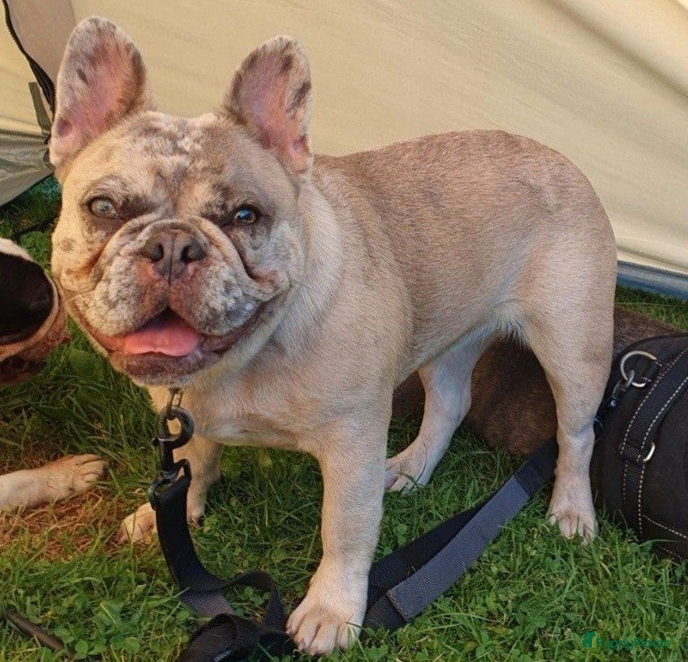 Franse Bulldog honden Nog 1 Reutje Merle. Stevige reu - Advertentie 1