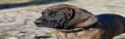 Kruising honden te koop: Bayerische gebirgssweishund - Advertentie 8