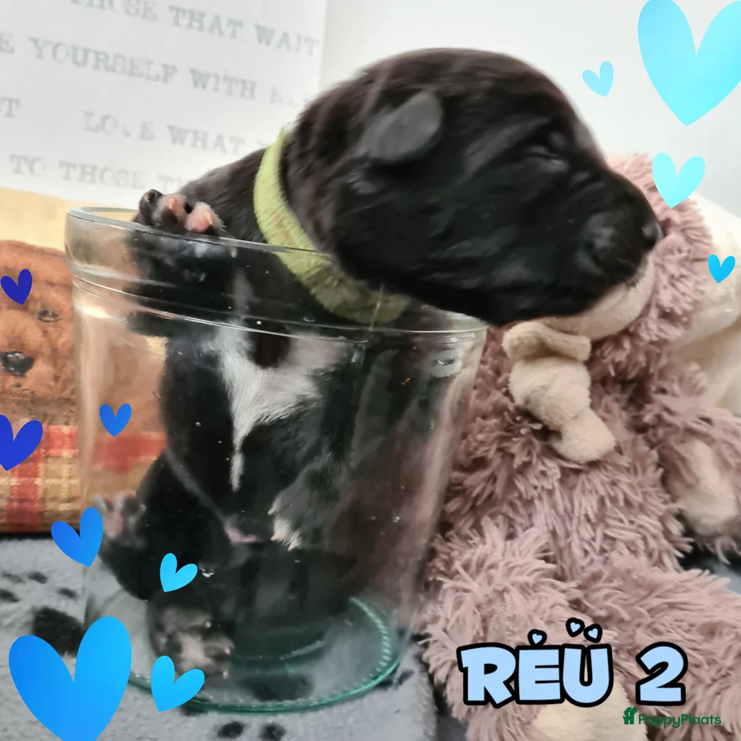 Kruising honden te koop: Prachtige F1 Borador pups van Stamboom ouders - Advertentie 12