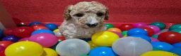 Cockapoo honden te koop: Cockapoo pupjes uit geteste ouders - Advertentie 17