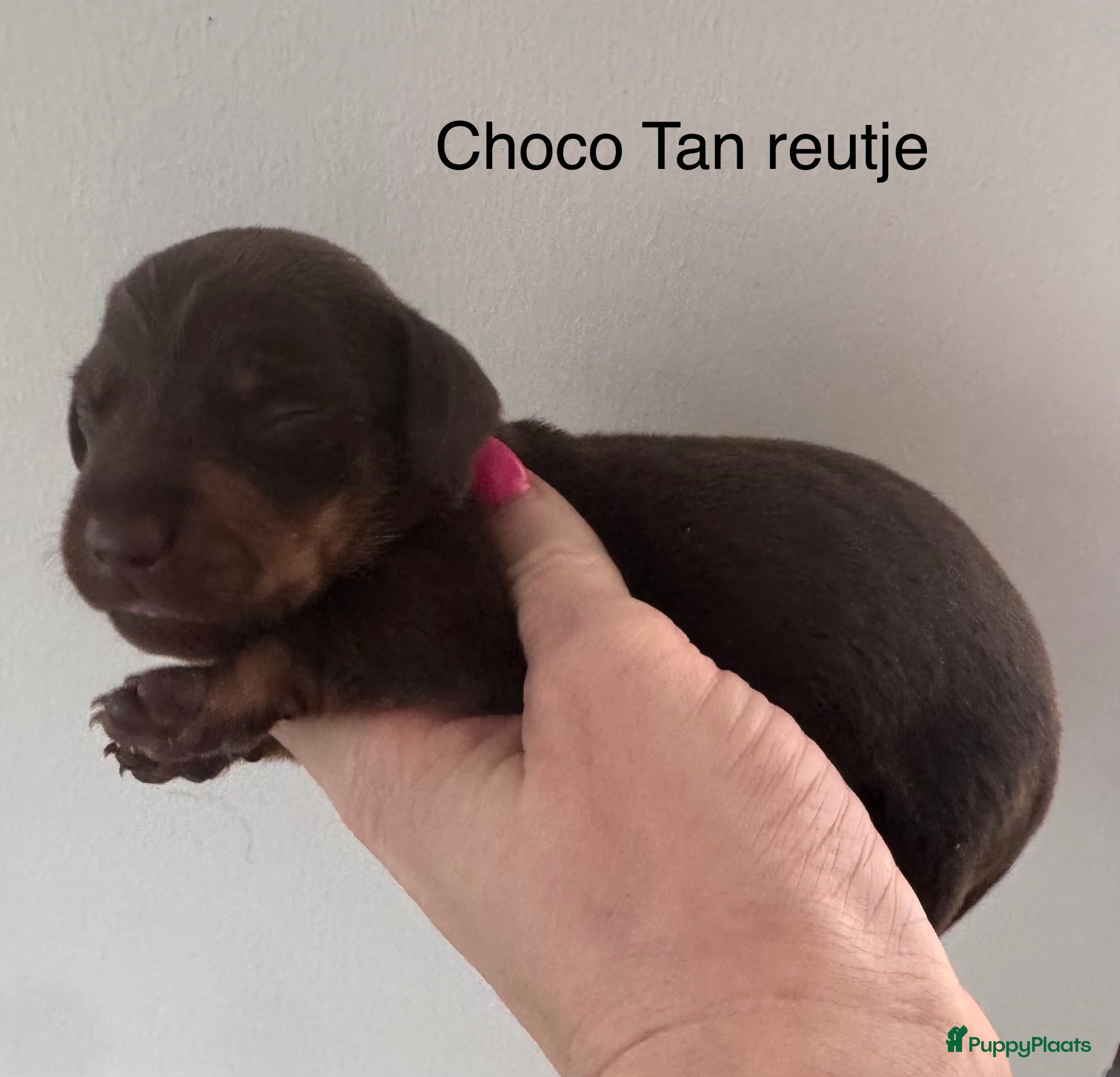 Teckel (korthaar)  honden Prachtige teckel pups  grootgebracht in huis - Advertentie 1