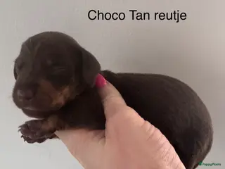 Teckel (korthaar) honden Prachtige teckel pups grootgebracht in huis - Advertentie 3