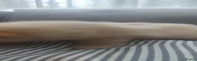 Pomsky 4