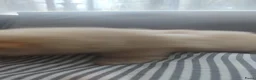 Pomsky honden te koop: Pommeriaan pomsky  - Advertentie 2