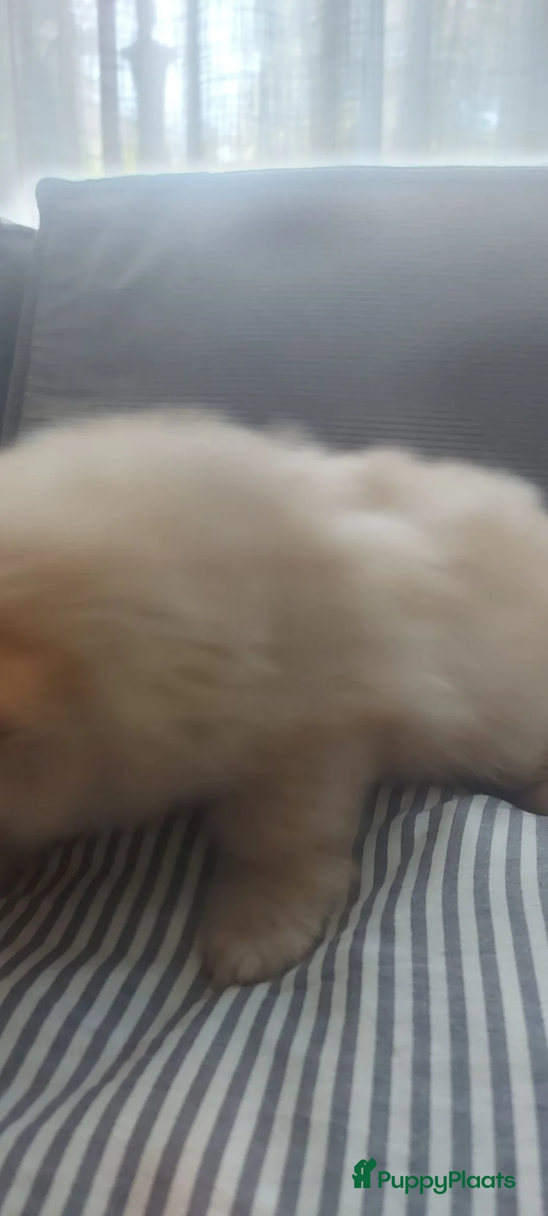 Pomsky honden te koop: Pommeriaan pomsky  - Advertentie 2