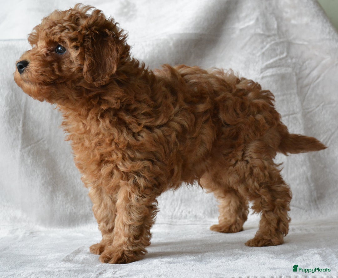 Poedel Toy honden te koop: Te koop Toy Poedels met FCI stamboom in Alblasserdam - Afbeelding 9