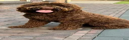 Labradoodle honden te koop: Klaar om te vertrekken naar forever home.. - Advertentie 6