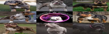 Amerikaanse Bully 1
