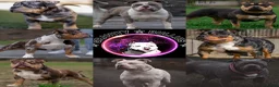 Amerikaanse Bully honden te koop: American Bully pocket pups verwacht  - Advertentie 31
