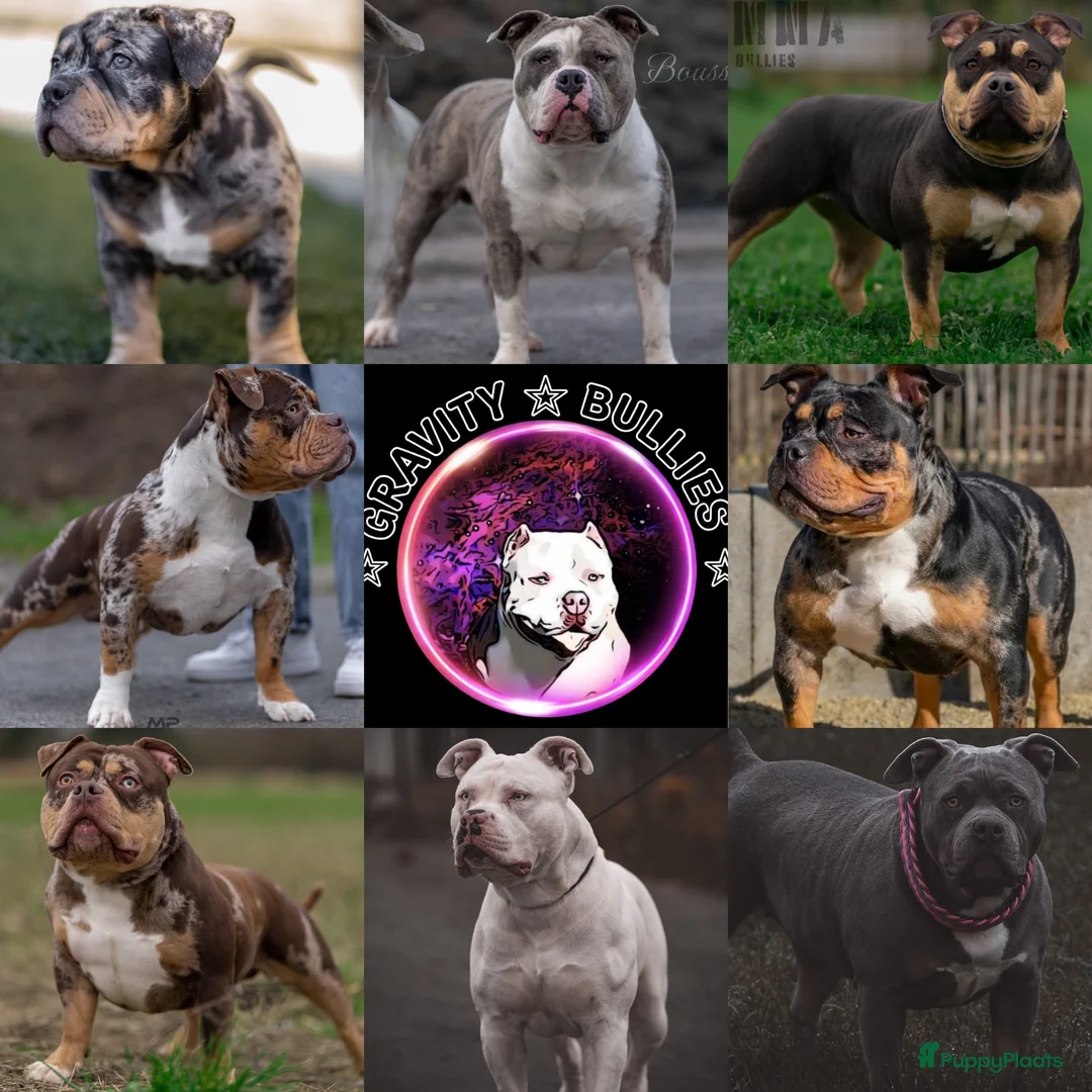 Amerikaanse Bully honden te koop: American Bully pocket pups verwacht  - Advertentie 31