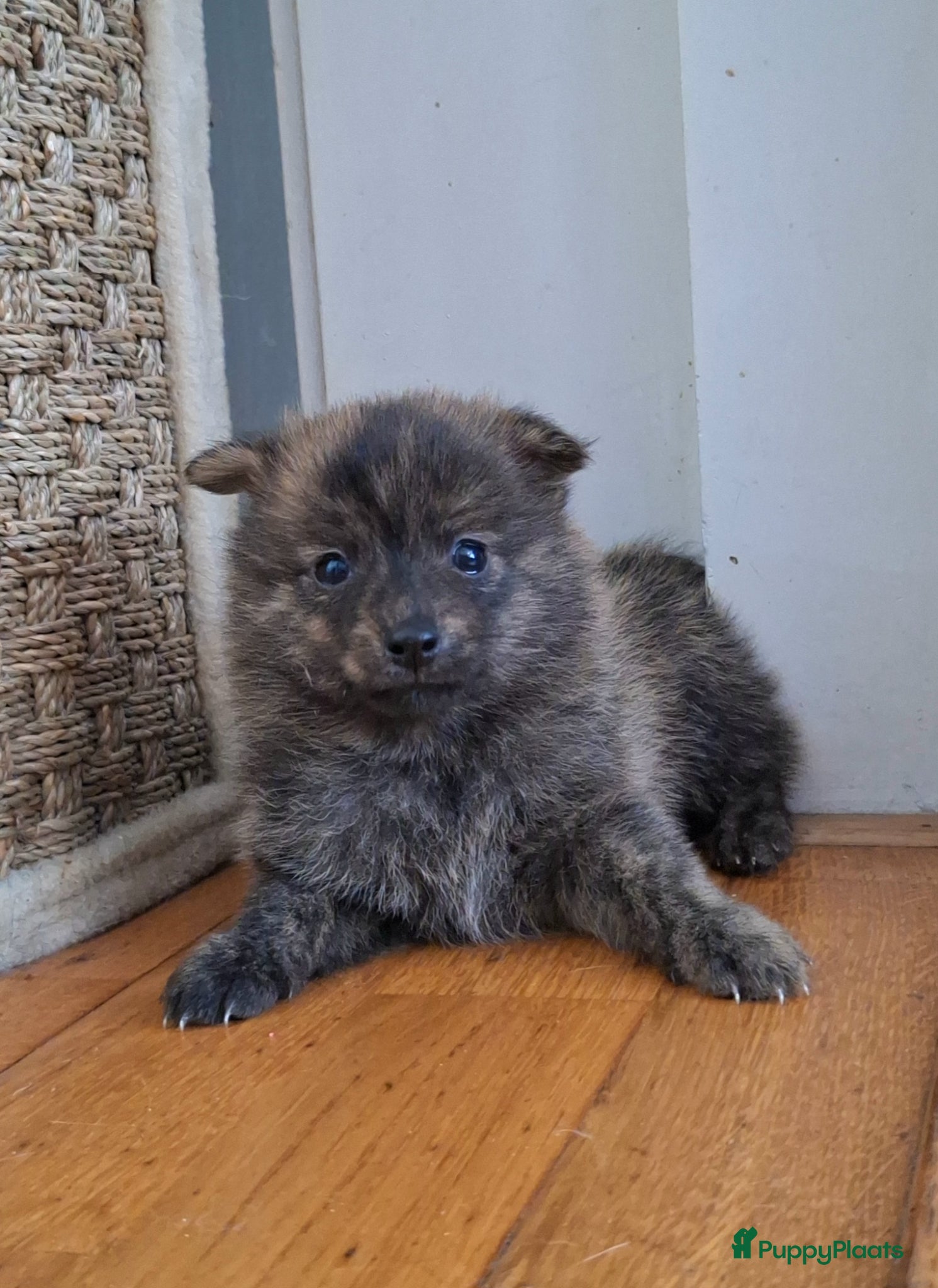 Pomsky honden te koop: Mars 💙 F1b pomsky reutje - Advertentie 2