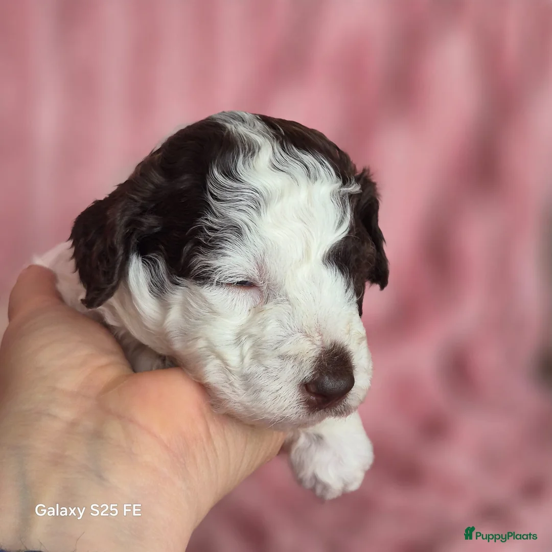 Lagotto Romagnolo honden te koop: Lagotto Romagnolo Pupies - Advertentie 2