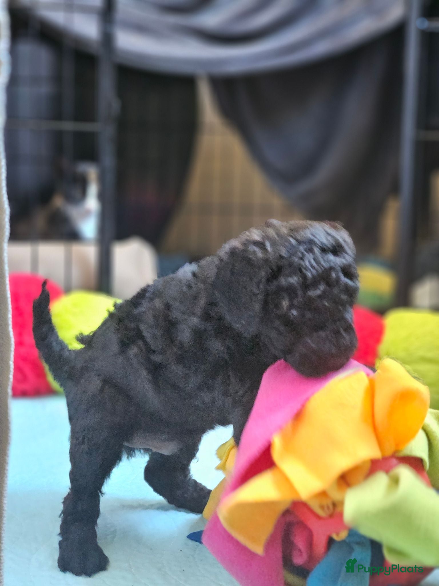 Kruising honden Mini toypoedel - Advertentie 1