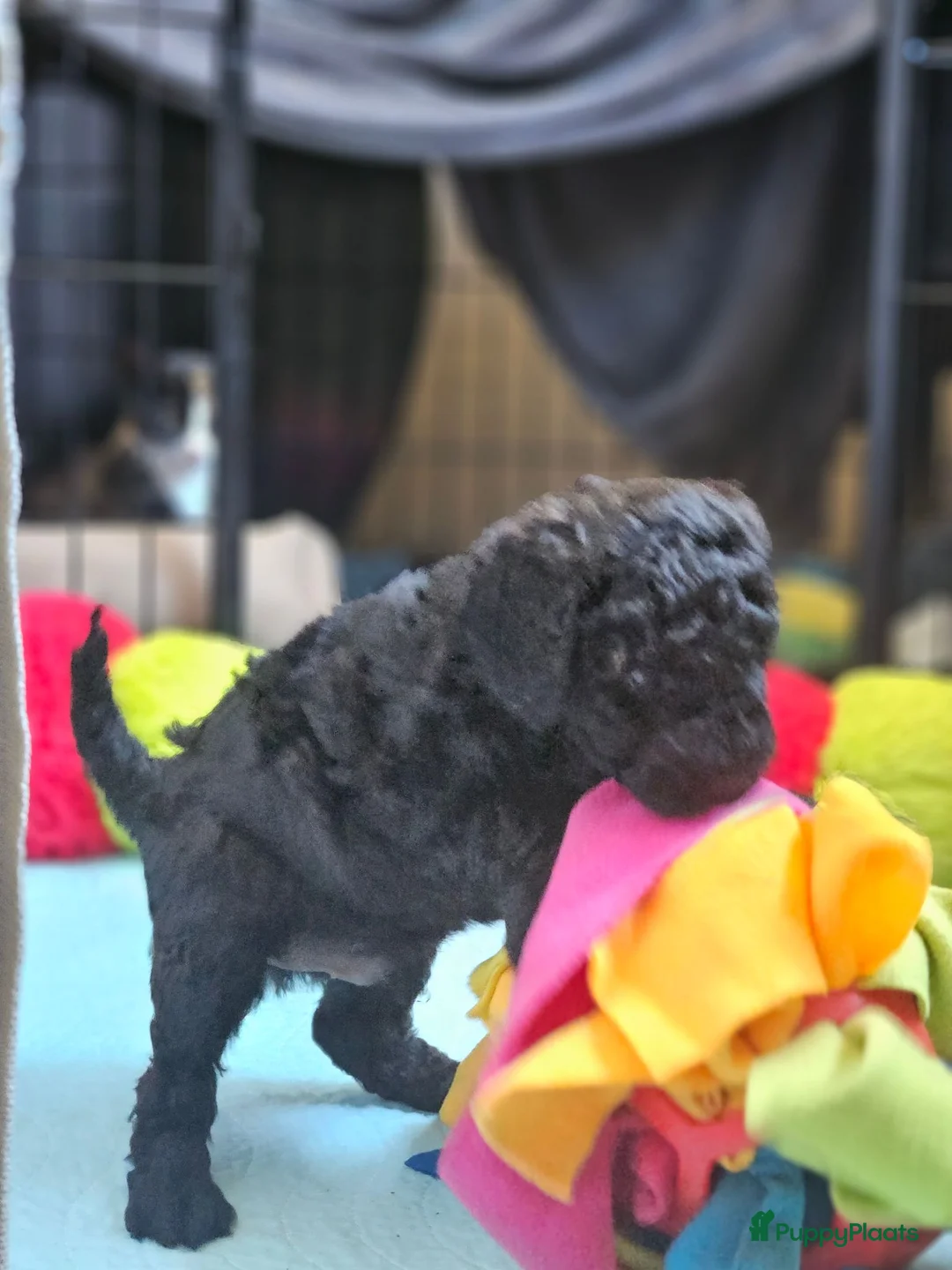 Kruising honden te koop: Mini toypoedel - Advertentie 1