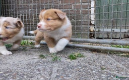 Australian Shepherd honden te koop: Australian Shepherd x Bordercollie pups in Linde - Afbeelding 27