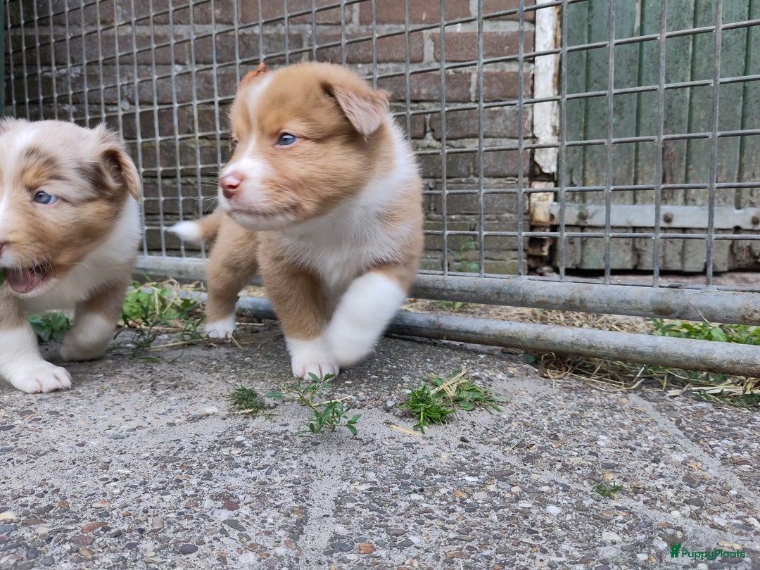 Australian Shepherd honden te koop: Australian Shepherd x Bordercollie pups in Linde - Afbeelding 27