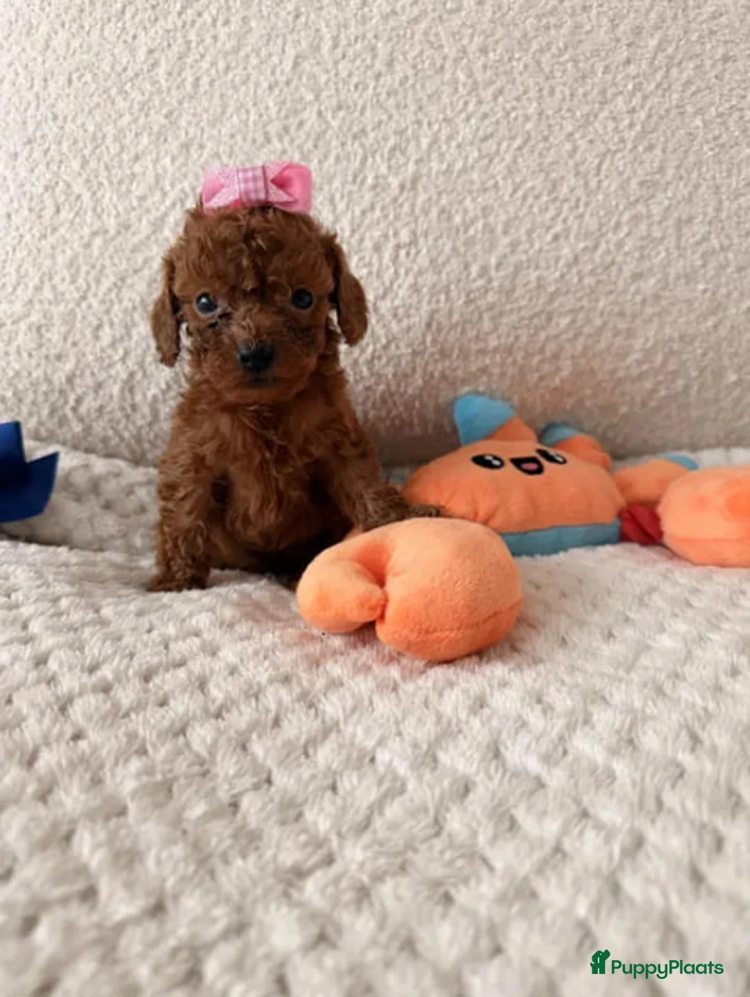 Poedel Toy honden te koop: toy poedel puppies - Advertentie 2