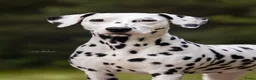 Dalmatiër honden te koop: Dalmatiër pups met stamboom  in Baarle-Nassau - Advertentie 4
