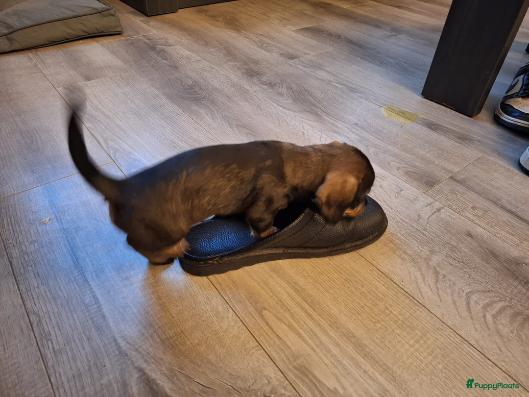 Ruwhaar Teckel honden te koop: Ruwharige teckel pup's in Barchem - Advertentie 8