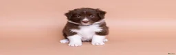 Australian Shepherd honden ter dekking: Ervaren Dekreu Aangeboden - australian shepherd - Advertentie 12
