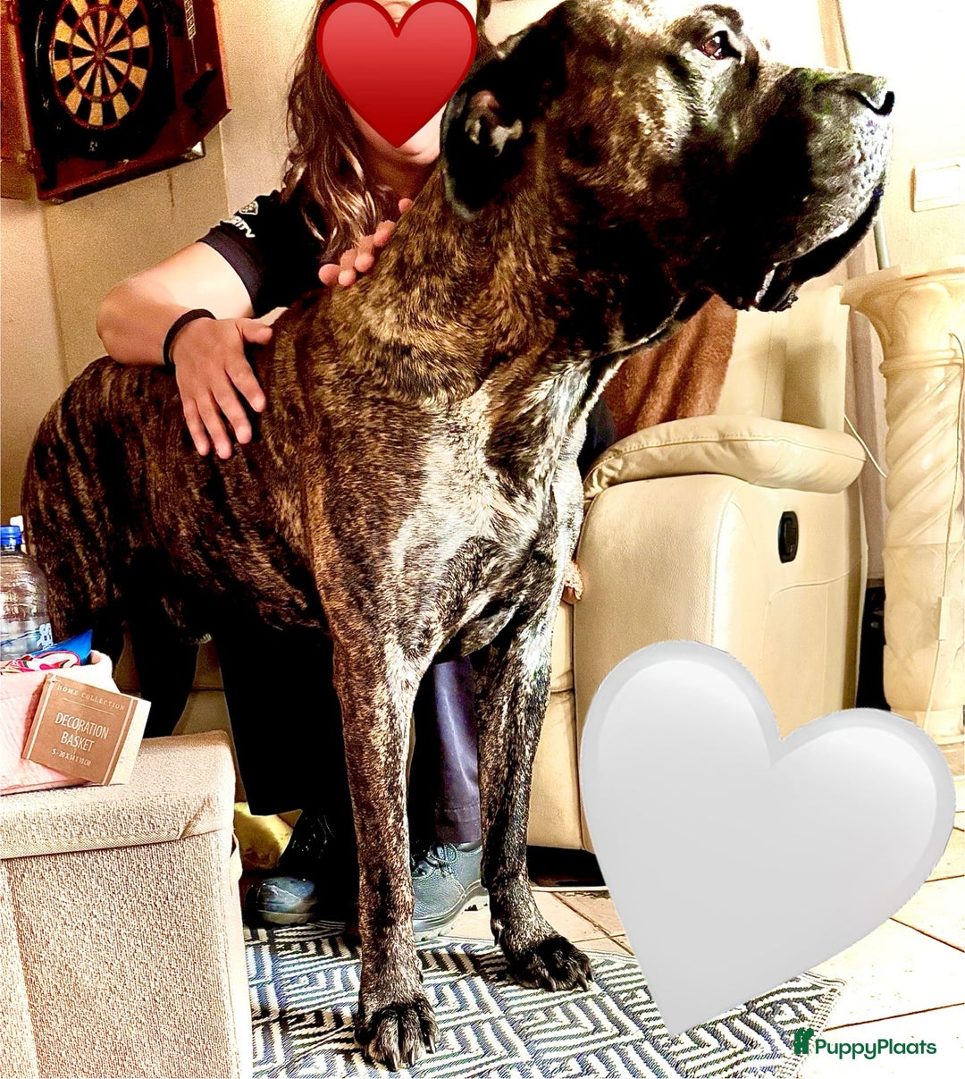 Kruising honden te koop: Mooie Presa/Fila 🥰 mastiff pups zoeken personeel  - Afbeelding 20