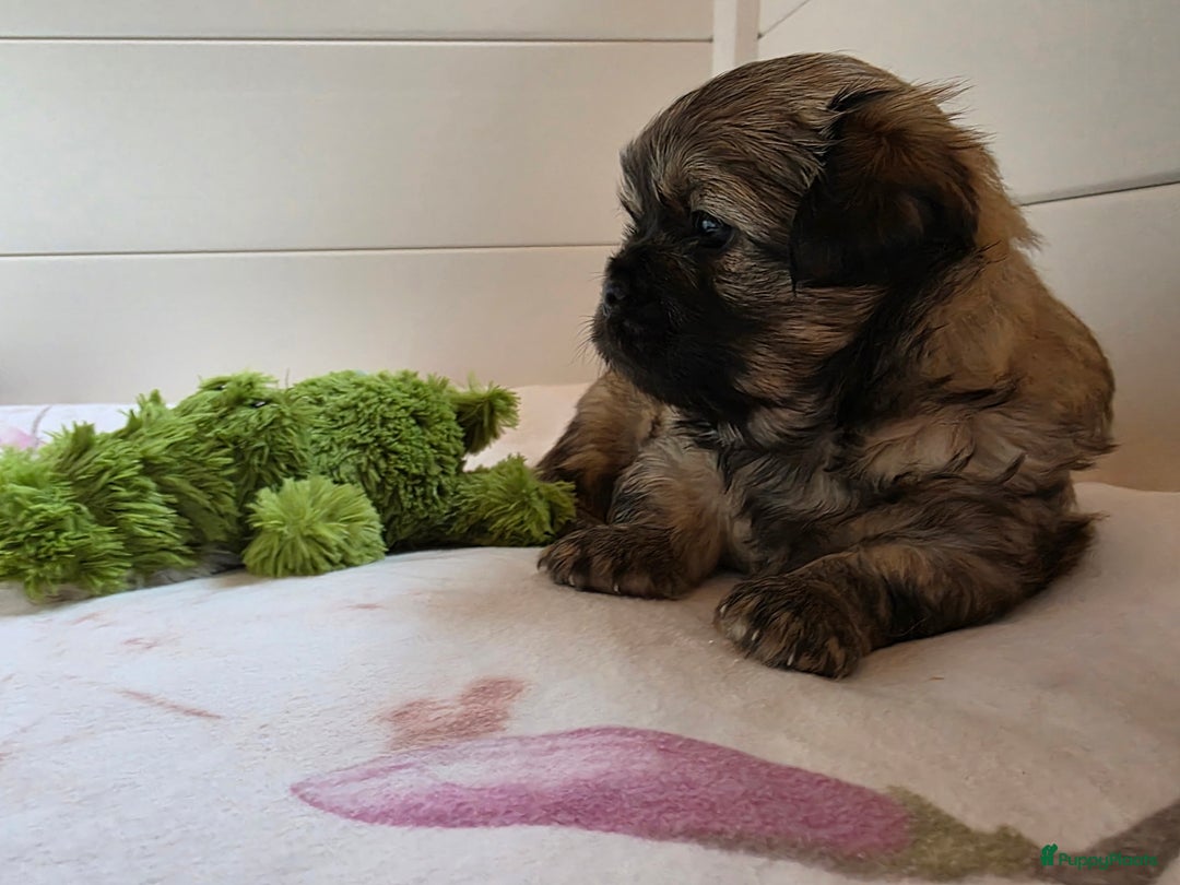 Tibetaanse Spaniel honden te koop: Tibetaanse spaniel pups beschikbaar (Groningen) - Advertentie 5
