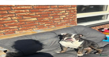 Engelse Bulldog honden - Advertentie 6