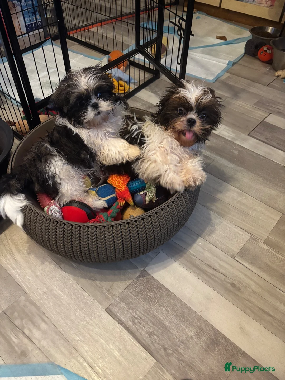Shih Tzu honden te koop: Shih Tzu 3/4 - Advertentie 7