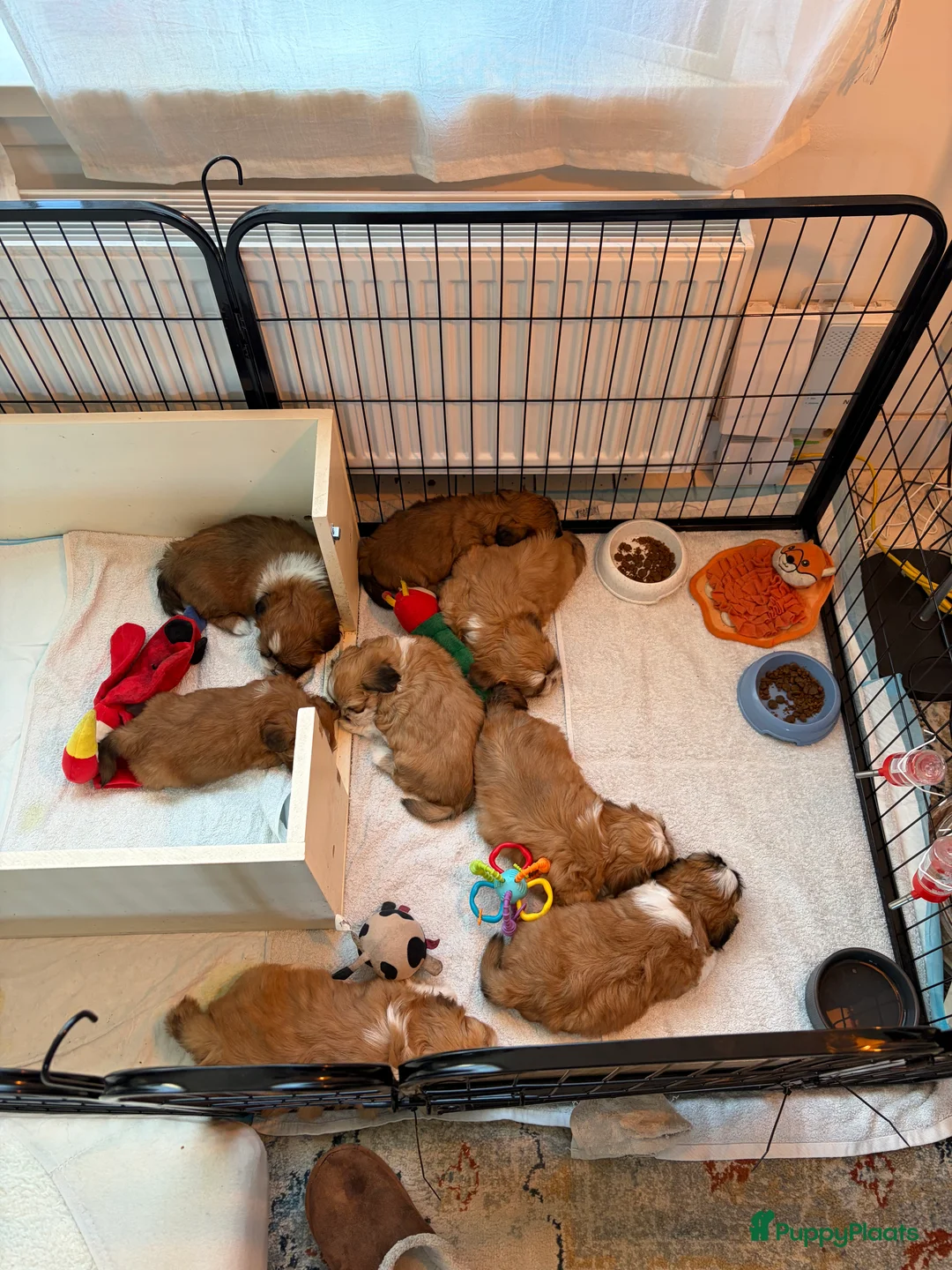 Boomer honden te koop: Nog 2 Reutjes beschikbaar - Advertentie 3