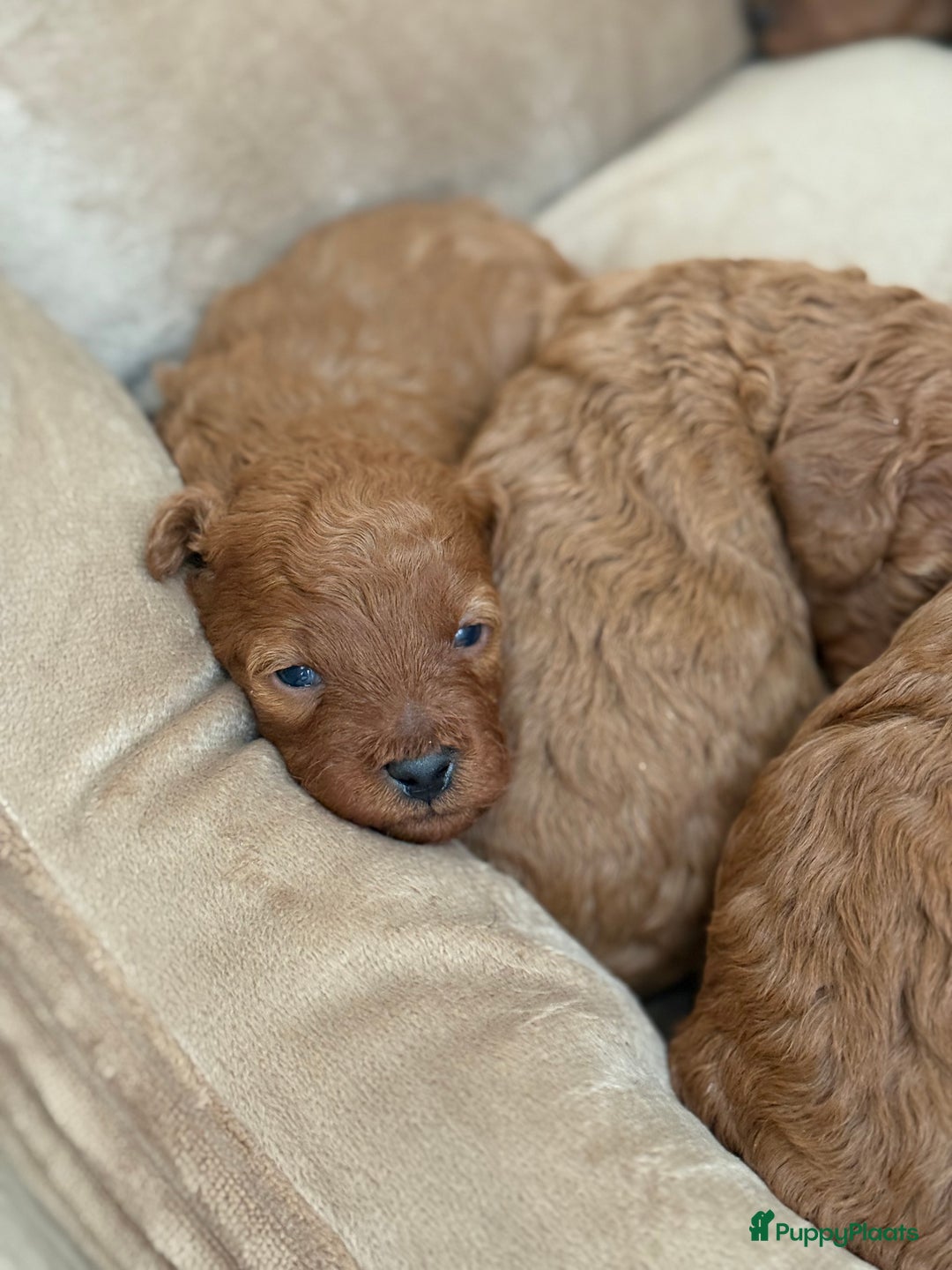 Kruising honden te koop: Dwergpoedelpuppy  - Advertentie 2