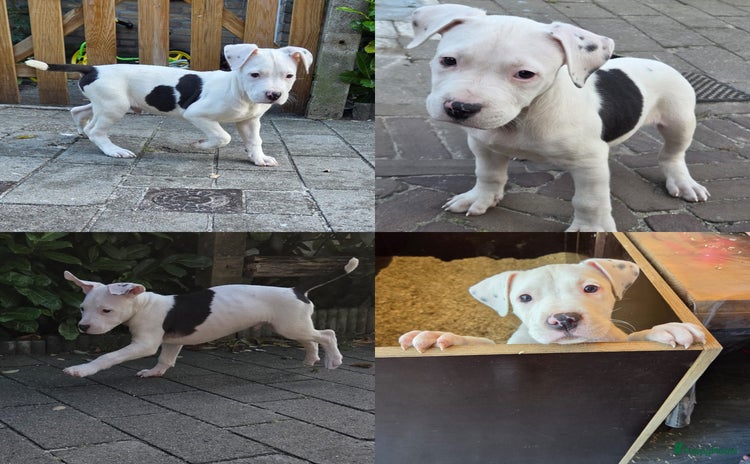 Amerikaanse Bully honden - Advertentie 3