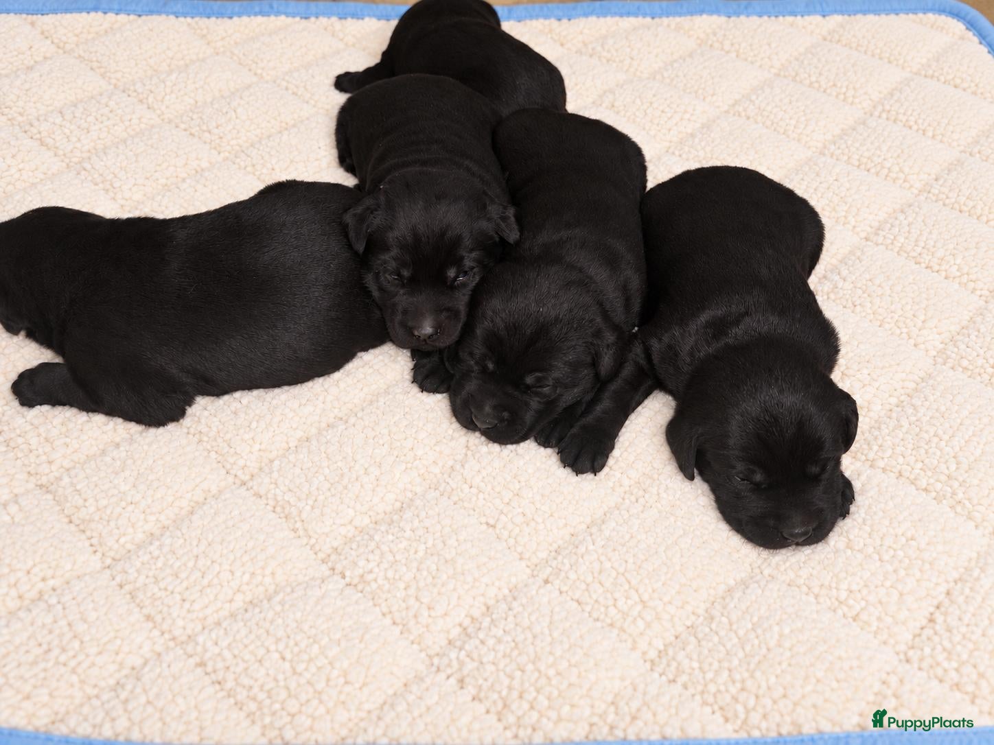 Labrador Retriever honden Labrador Retriever pups  - Advertentie 3